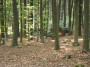 2011-05-07 KPF Wald 03.jpg